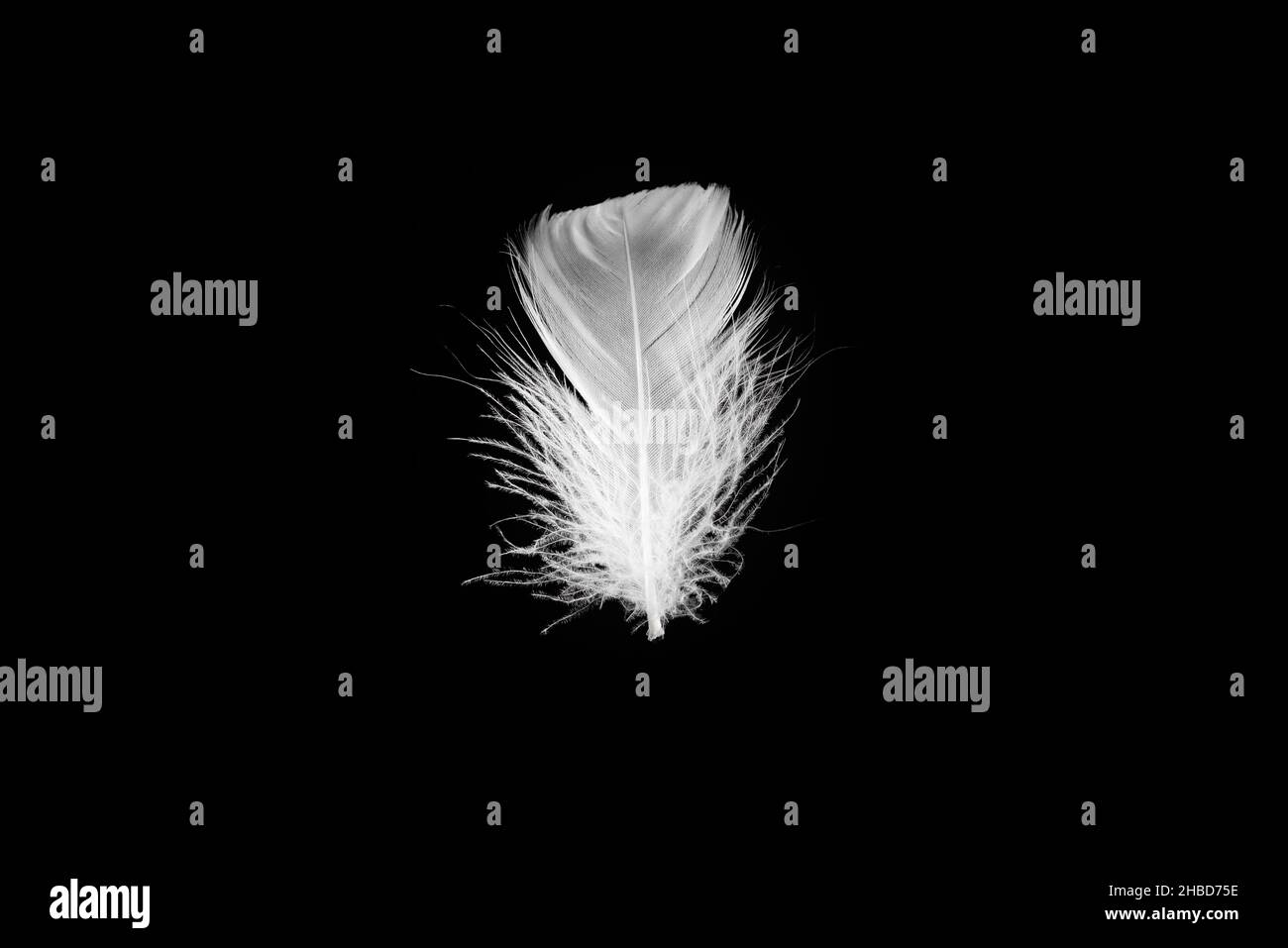 White floating feather isolated on a black background. Stock Photo