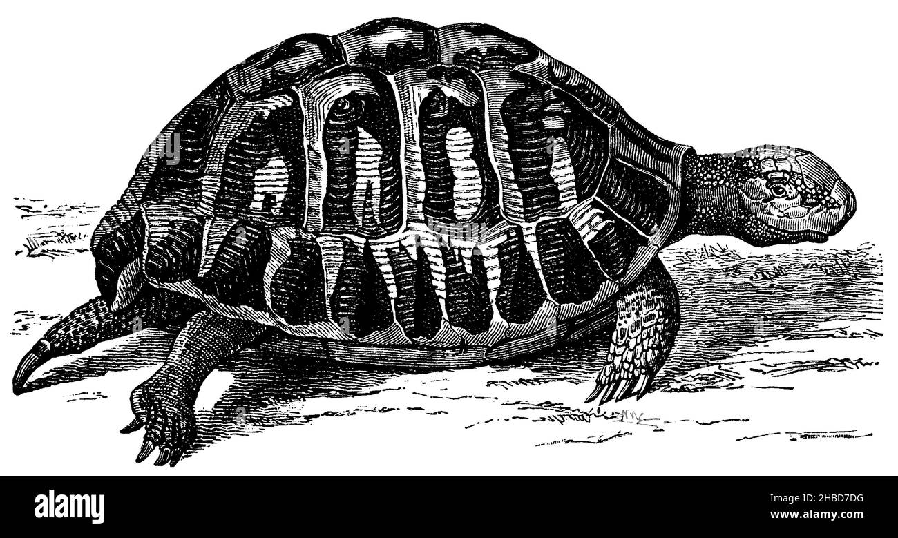 Greek tortoise, , anonym (zoology book, 1894), Griechische Landschildkröte, Tortue grecque Stock Photo