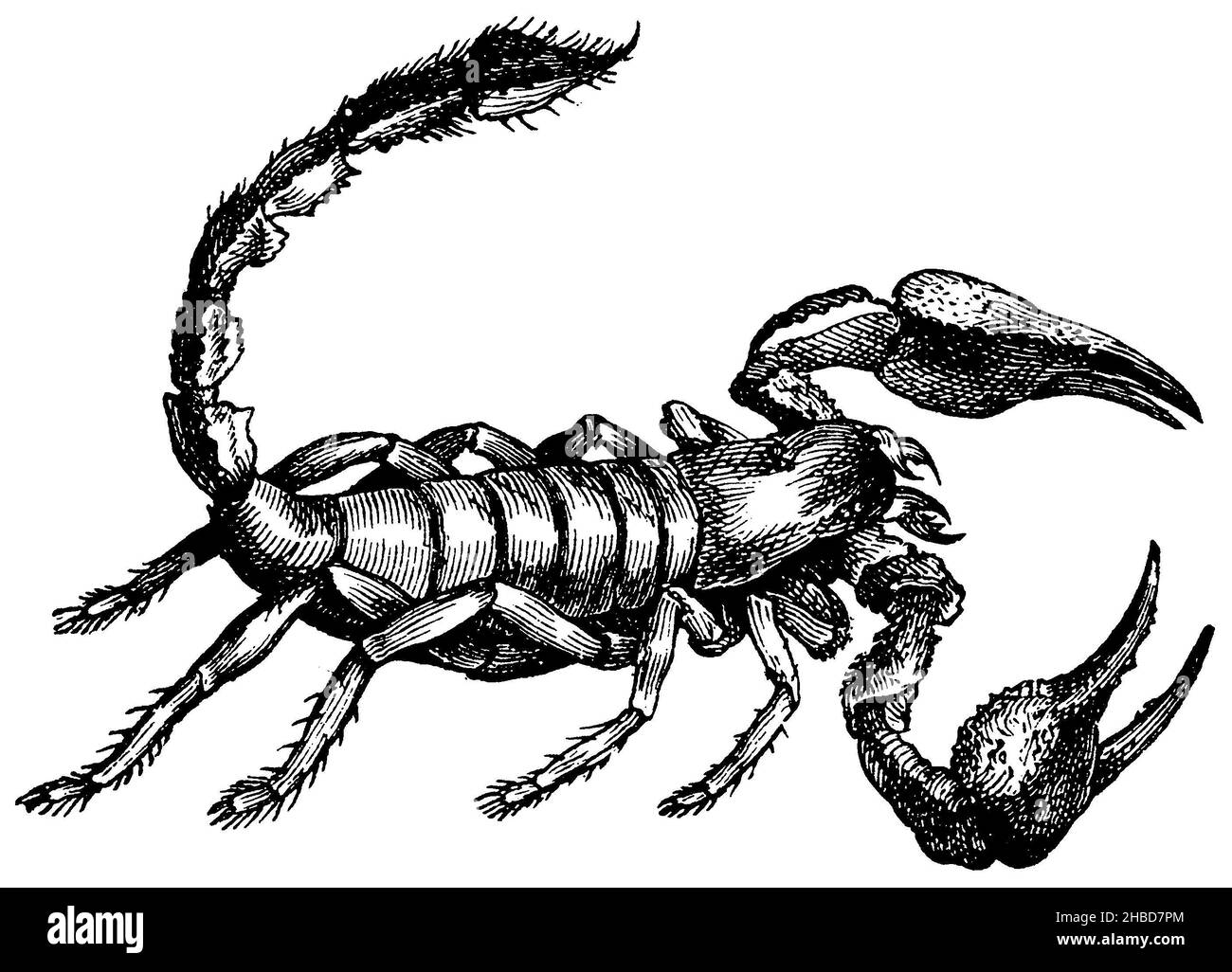 African scorpion, , anonym (zoology book, 1899), Afrikanischer Skorpion, Scorpion africain Stock Photo