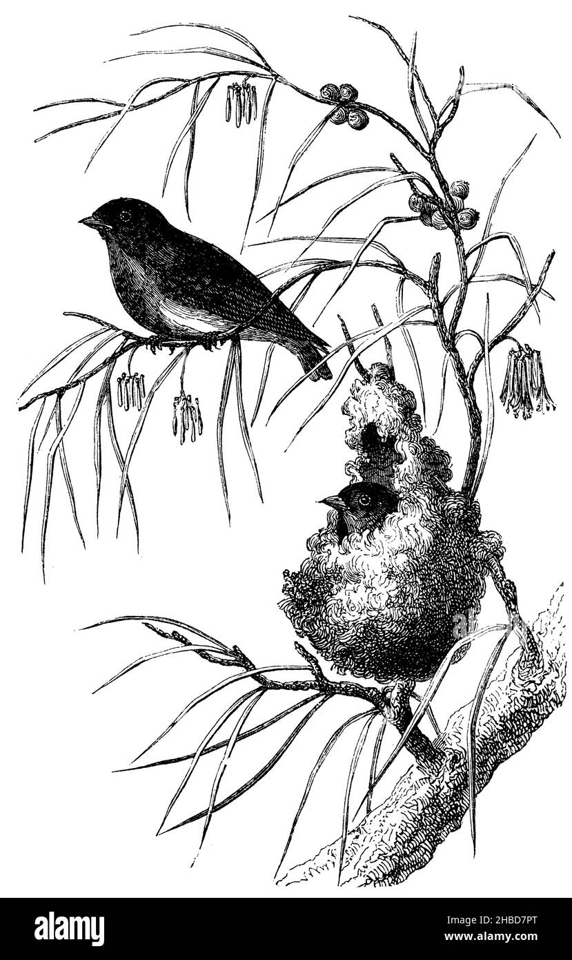 Australian scarlet bird and its nest, , anonym (zoology book, 1873), Australischer Scharlachvogel und sein Nest, Oiseau écarlate australien et son nid Stock Photo