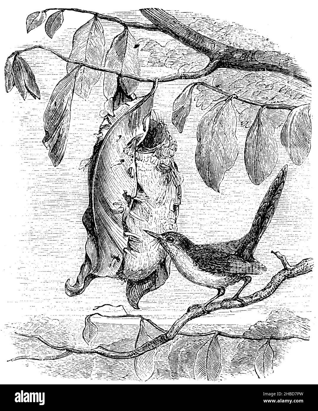 Indian Tailor Bird and its nest, , anonym (zoology book, 1873), Indischer Schneidervogel und sein Nest, Oiseau tailleur indien et son nid Stock Photo