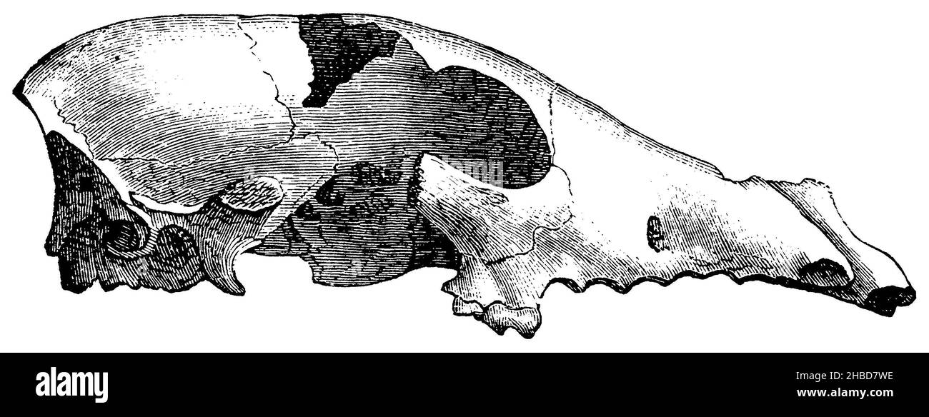 Bronze dog, dog of the Bronze Age: skull, , anonym (zoology book, 1882), Bronzehund, Hund der Bronzezeit: Schädel, Chien de bronze, chien de l'âge du bronze : crâne Stock Photo