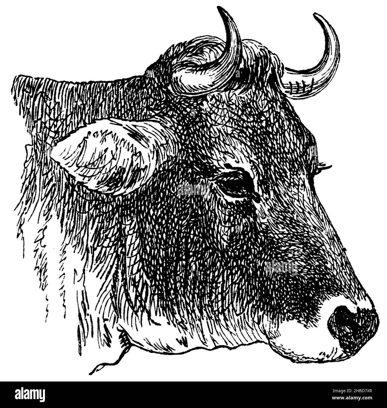 Domestic cattle: Allgäu cow, head, , anonym (zoology book, 1882), Hausrind: Allgäuer Kuh, Kopf, Bovin domestique : Vache de l'Allgäu, tête Stock Photo