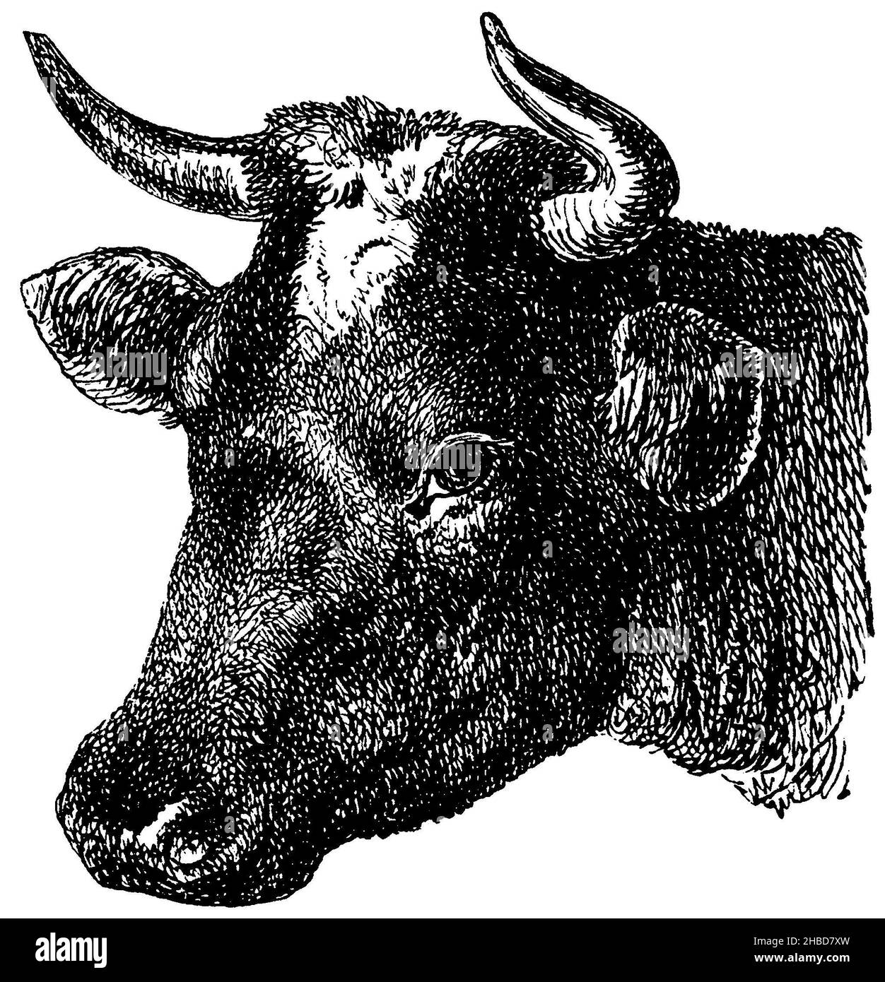 Domestic cattle: Dutch cow, head, , anonym (zoology book, 1882), Hausrind: Holländische Kuh, Kopf, Bovin domestique : Vache hollandaise, tête Stock Photo