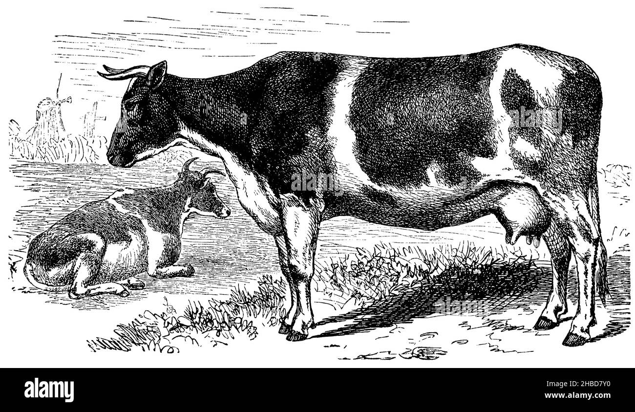 Domestic cattle: Dutch cow, , anonym (zoology book, 1882), Hausrind: Holländische Kuh, Bovin domestique : Vache hollandaise Stock Photo
