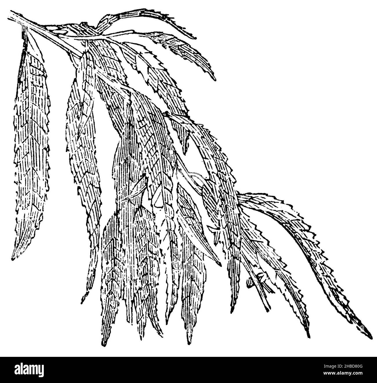 Weeping willow, , anonym (biology book, 1881), Trauerweide, Saule pleureur Stock Photo Alamy