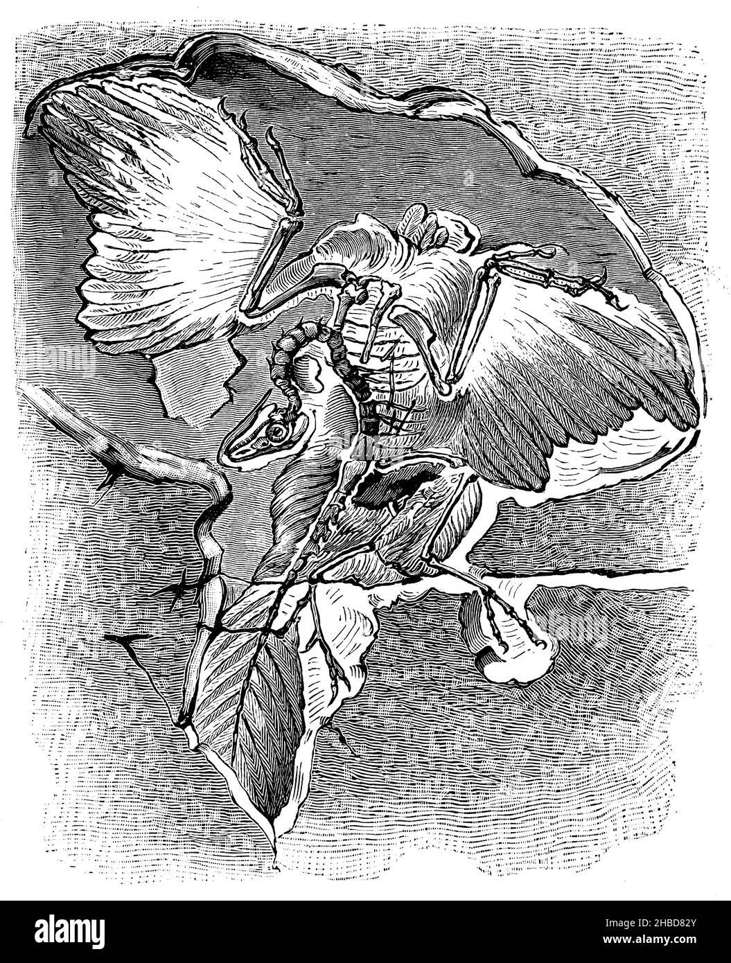 Archaeopteryx macrurus, a prehistoric bird, found in the Plattenkalk rocks of Solnhofen, , anonym (evolution history book, 1890), Archaeopteryx macrurus, ein Urvogel, im Plattenkalkgestein von Solnhofen gefunden, Archaeopteryx macrurus, un oiseau préhistorique, trouvé dans le calcaire en plaques de Solnhofen Stock Photo