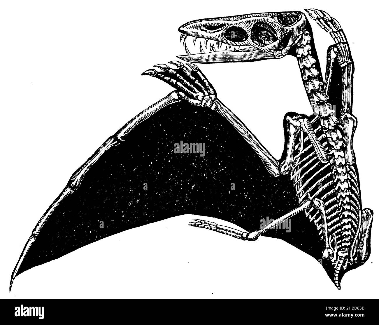 Thick-billed pterosaur, , anonym (evolution history book, 1890), Dickschnäbeliger Flugsaurier, Dinosaure volant à bec épais Stock Photo