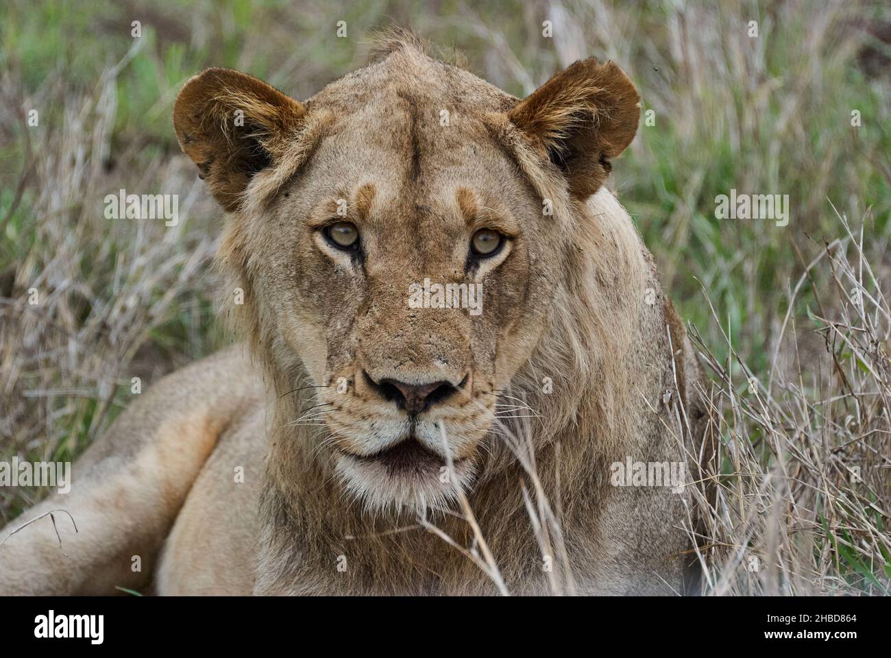 African lion camouflage hi-res stock photography and images - Alamy