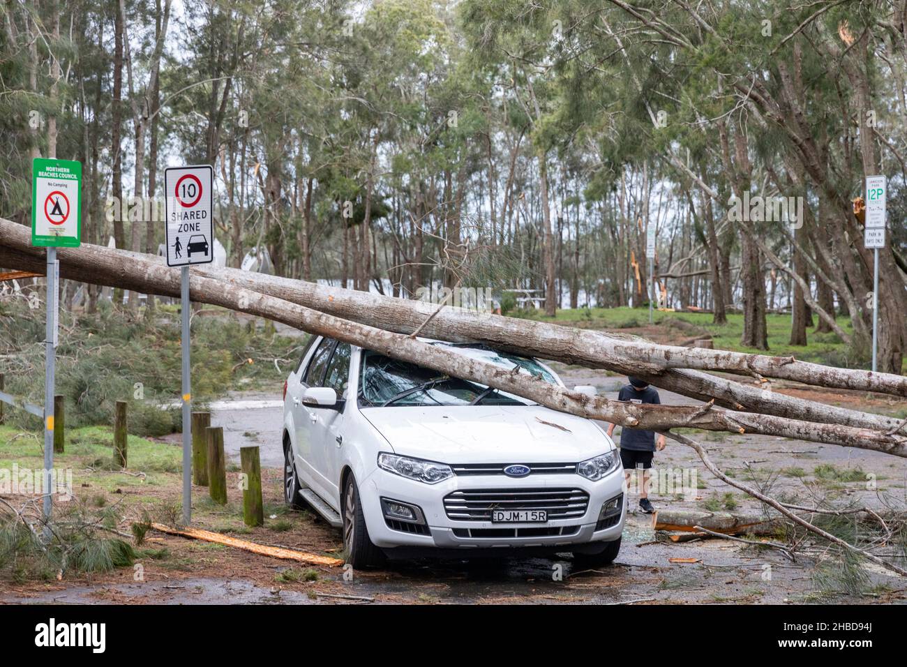 Narrabeen, Sydney, Australia. 19th Dec, 2021. Narrabeen, Sydney, Australia. 19th Dec 2021. Freak storm brought down trees and power lines on Sydney's northern beaches, one lady has died and others are critical, emergency services attended and plain clothes personnel at the scene of the fallen tree that killed a lady near Narrabeen Surf Club. Credit: martin berry/Alamy Live News Stock Photo