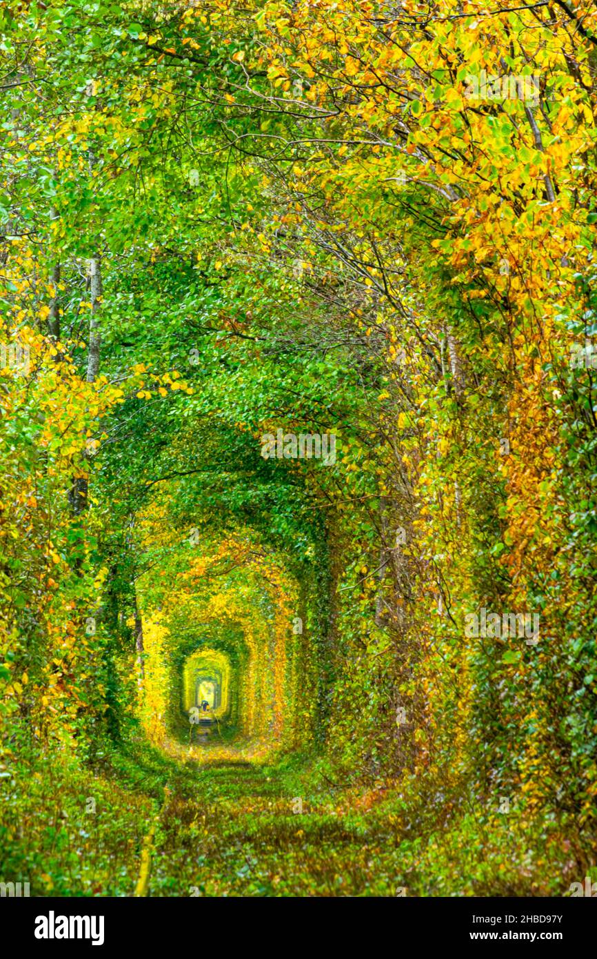 Tunnel of love in ukraine with autumn colorful leafs. People walking down the tunnel. Stock Photo