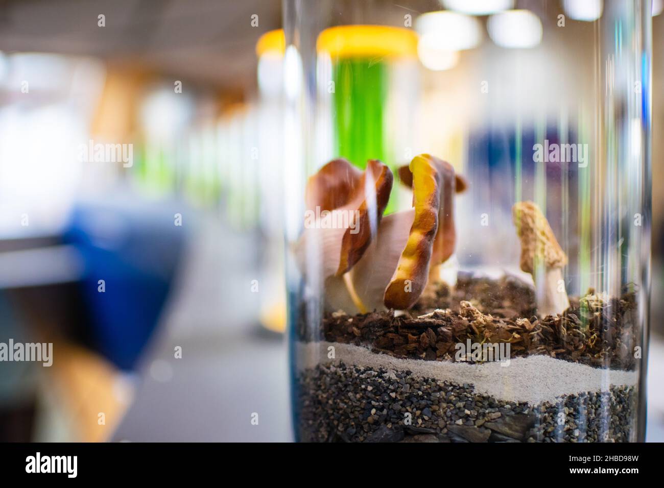 New species of mushrooms from laboratory Stock Photo