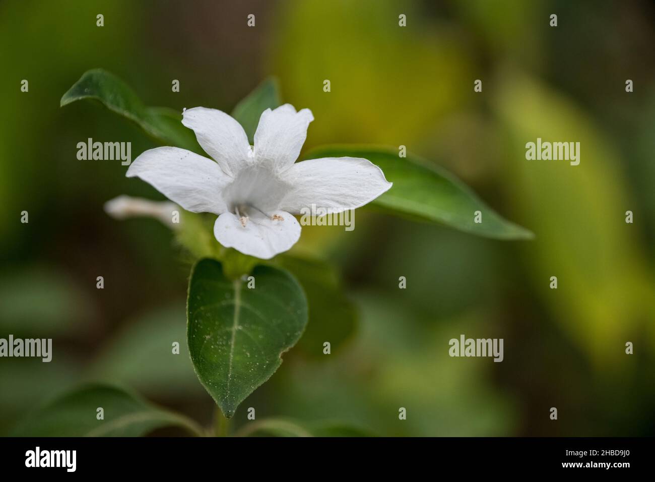 A beautiful macro shot of a pretty white Barleria flower plant on a blurry background Stock Photo