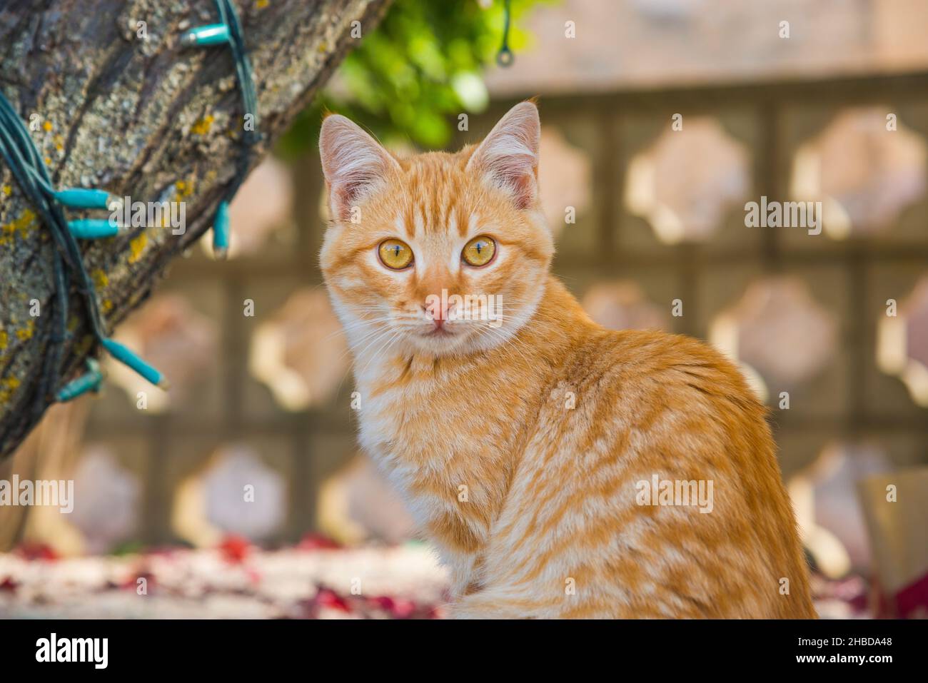 Orange cat looking at the camera hires stock photography and images
