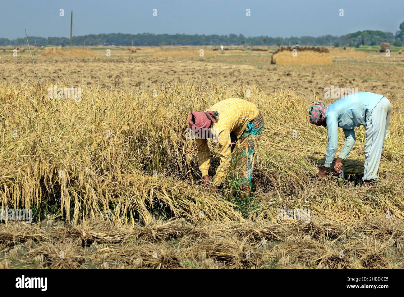 DECMBER 06,2021,DHAKA,BANGLADESH-Workers harvest rice at a paddy field ...