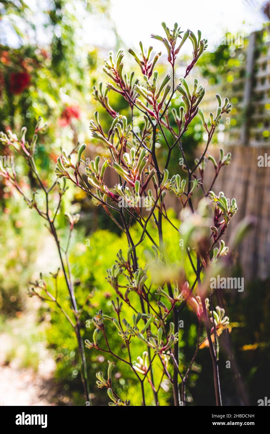 native Australian yellow kangaroo paw plant outdoor in beautiful