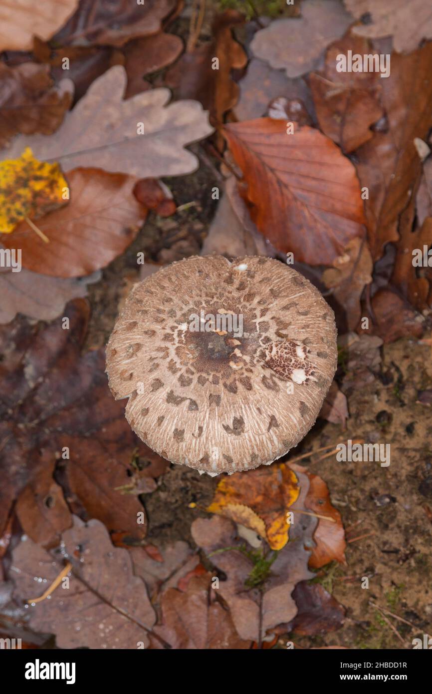 Parasol mushroom, Macrolepiota procera, Berlin, Germany Stock Photo