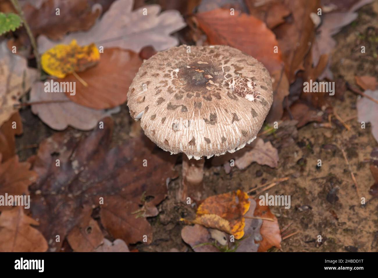 Parasol mushroom, Macrolepiota procera, Berlin, Germany Stock Photo