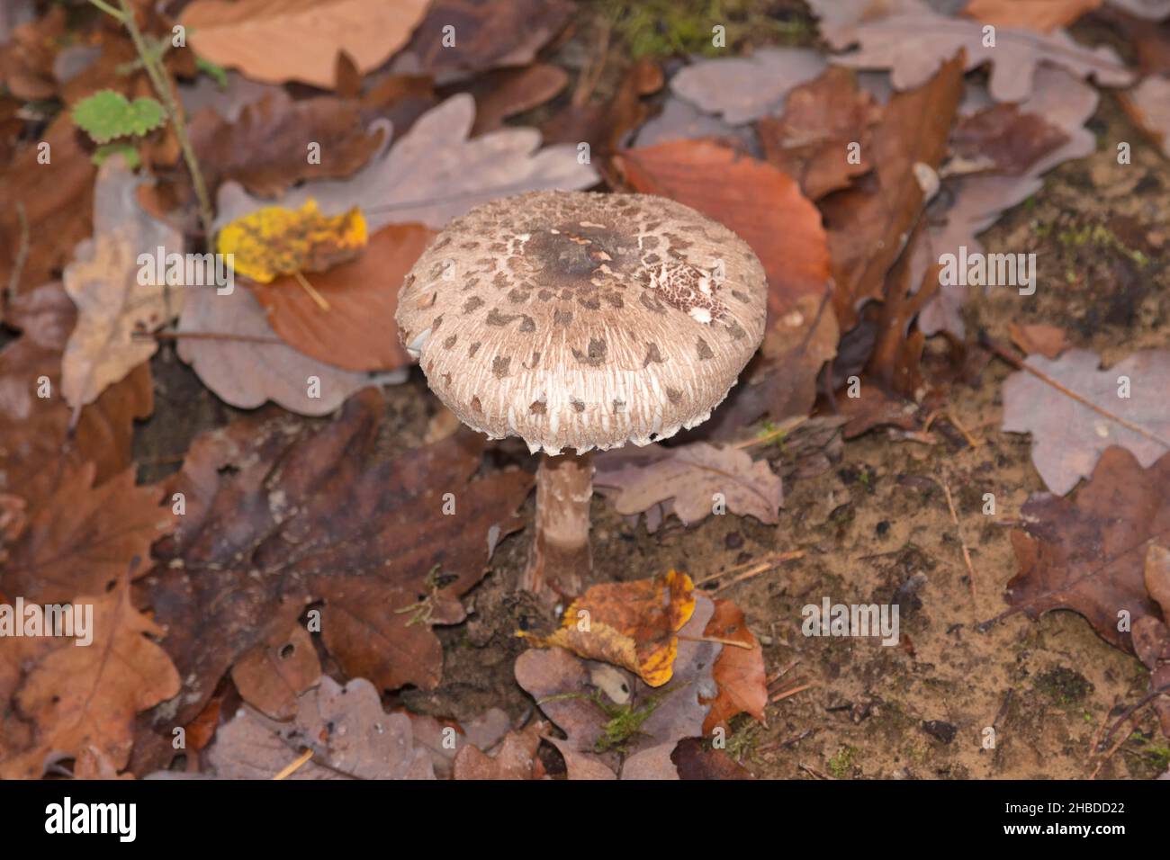 Parasol mushroom, Macrolepiota procera, Berlin, Germany Stock Photo