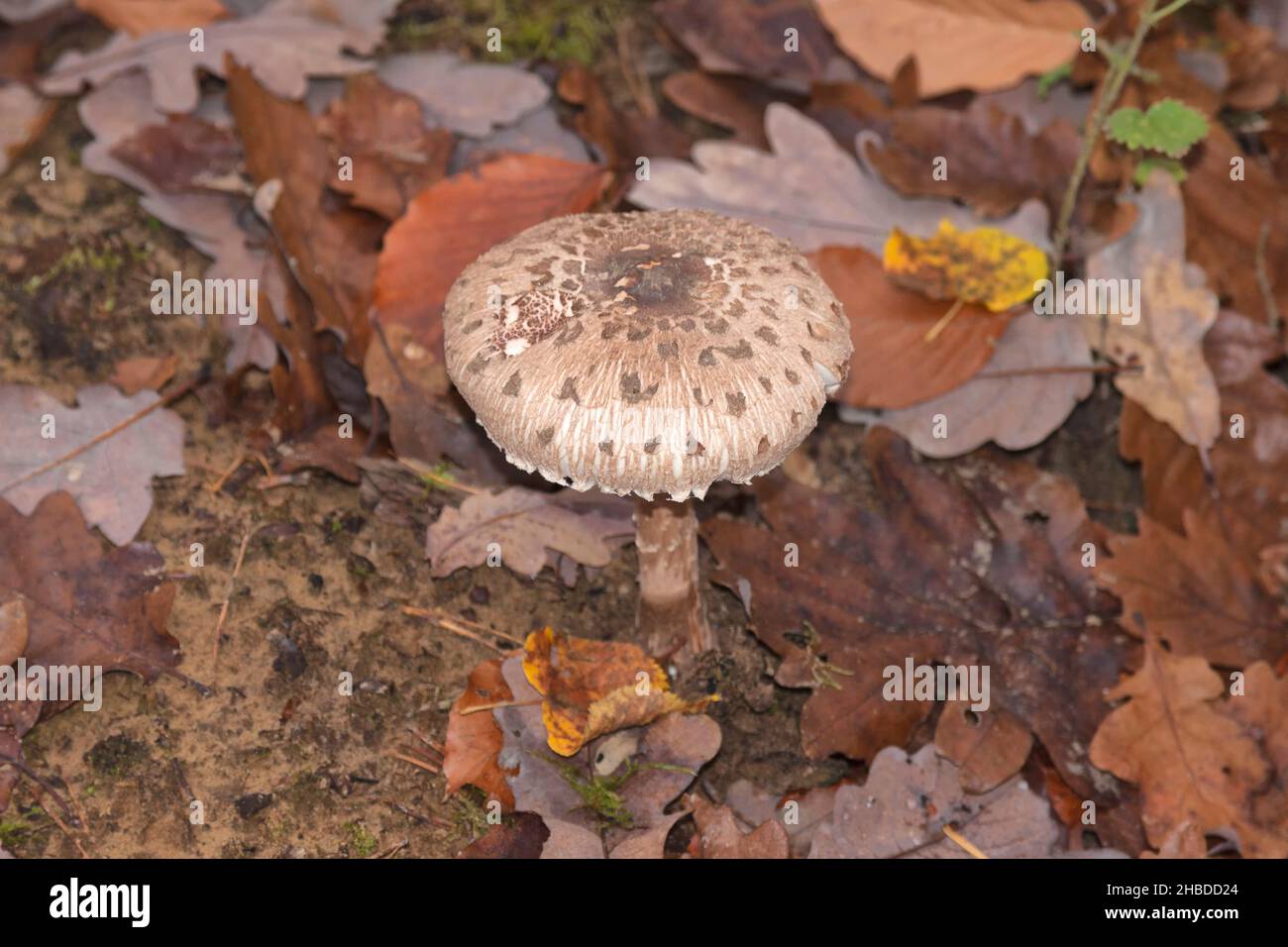Parasol mushroom, Macrolepiota procera, Berlin, Germany Stock Photo