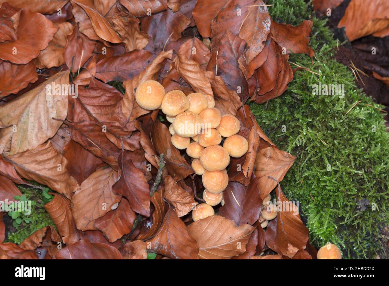 Young Pholiota aurivella, Brandenburg, Germany Stock Photo