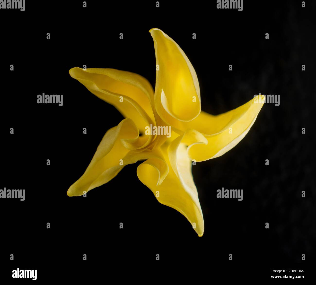 Delicate flower on black background. On black background. Stock Photo