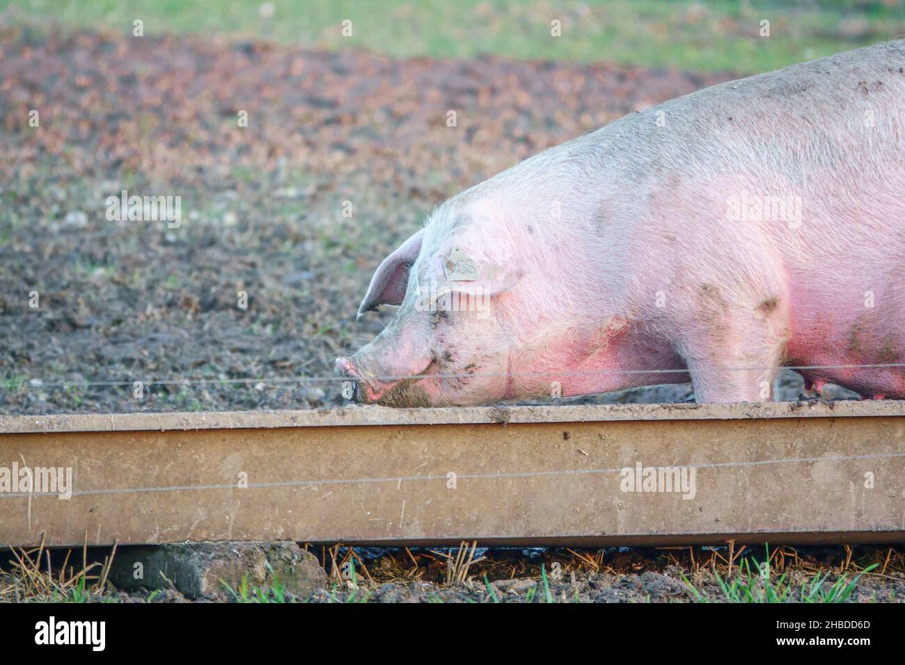 Dutch landrace sow pig in late afternoon sunset lighting, wanders about