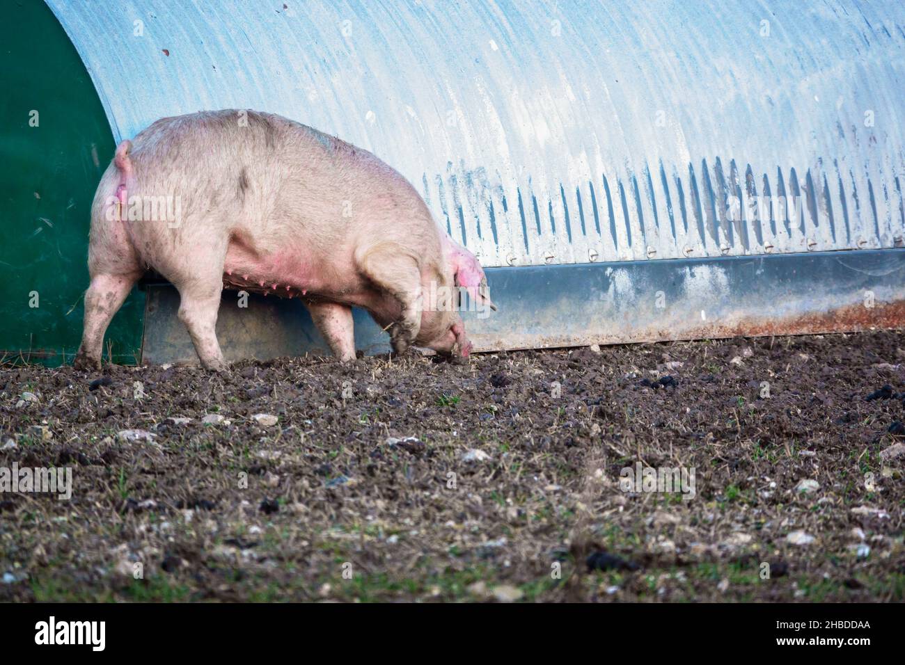 Dutch landrace sow pig in late afternoon sunset lighting, wanders about