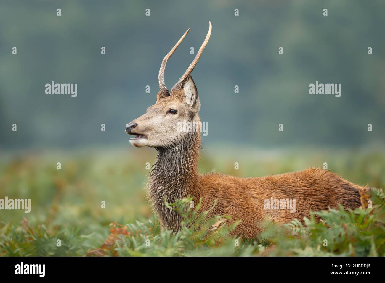 Close-up of a young red deer stag standing in bracken on a misty autumn morning, UK. Stock Photo