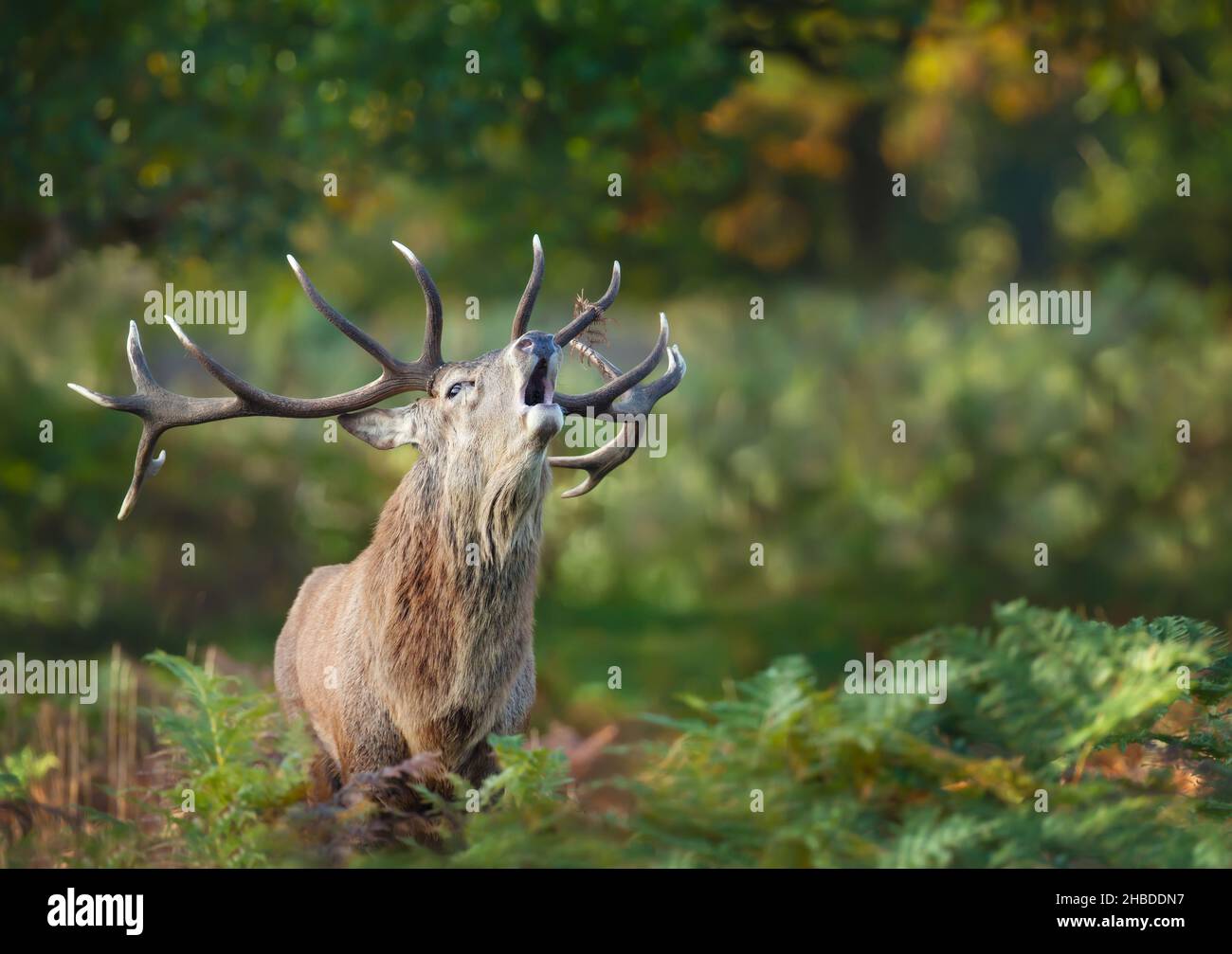 Portrait of a red deer stag calling during rutting season in autumn, UK. Stock Photo