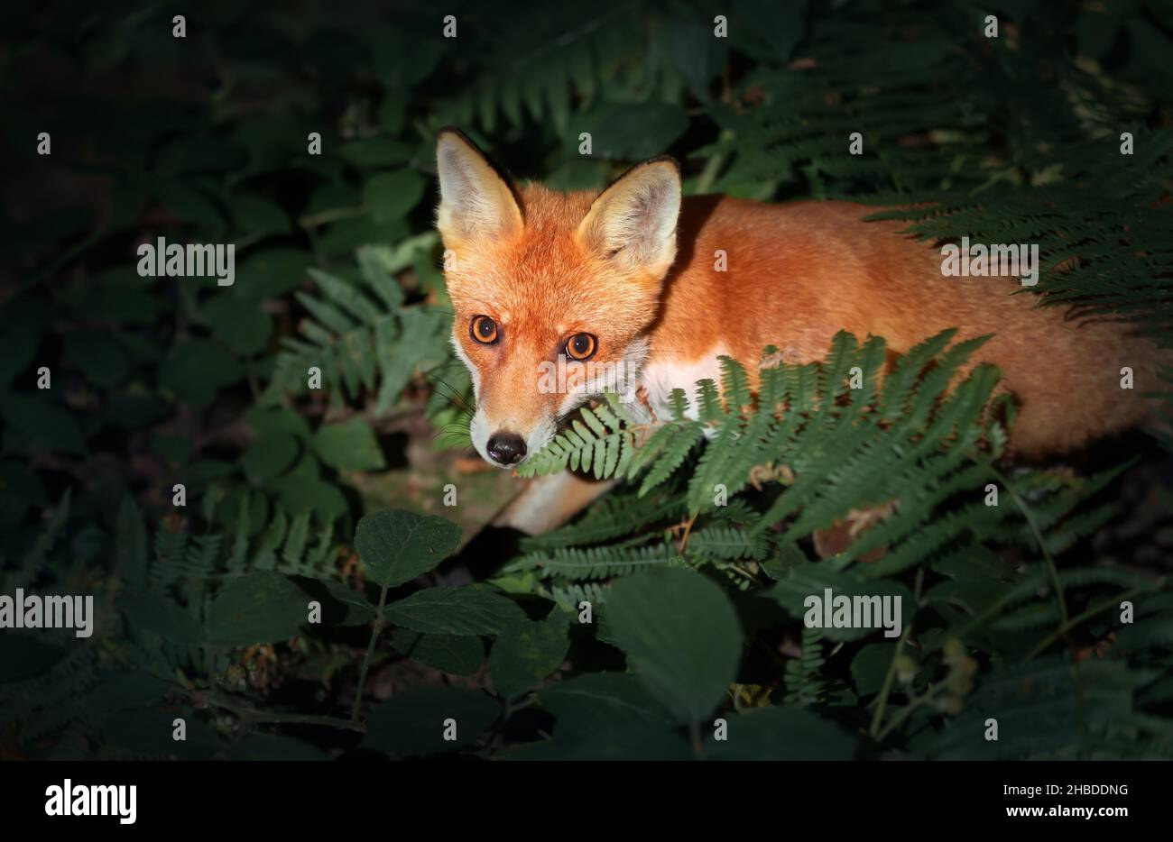 Close up of a Red fox (Vulpes vulpes) cub in forest, UK. Stock Photo