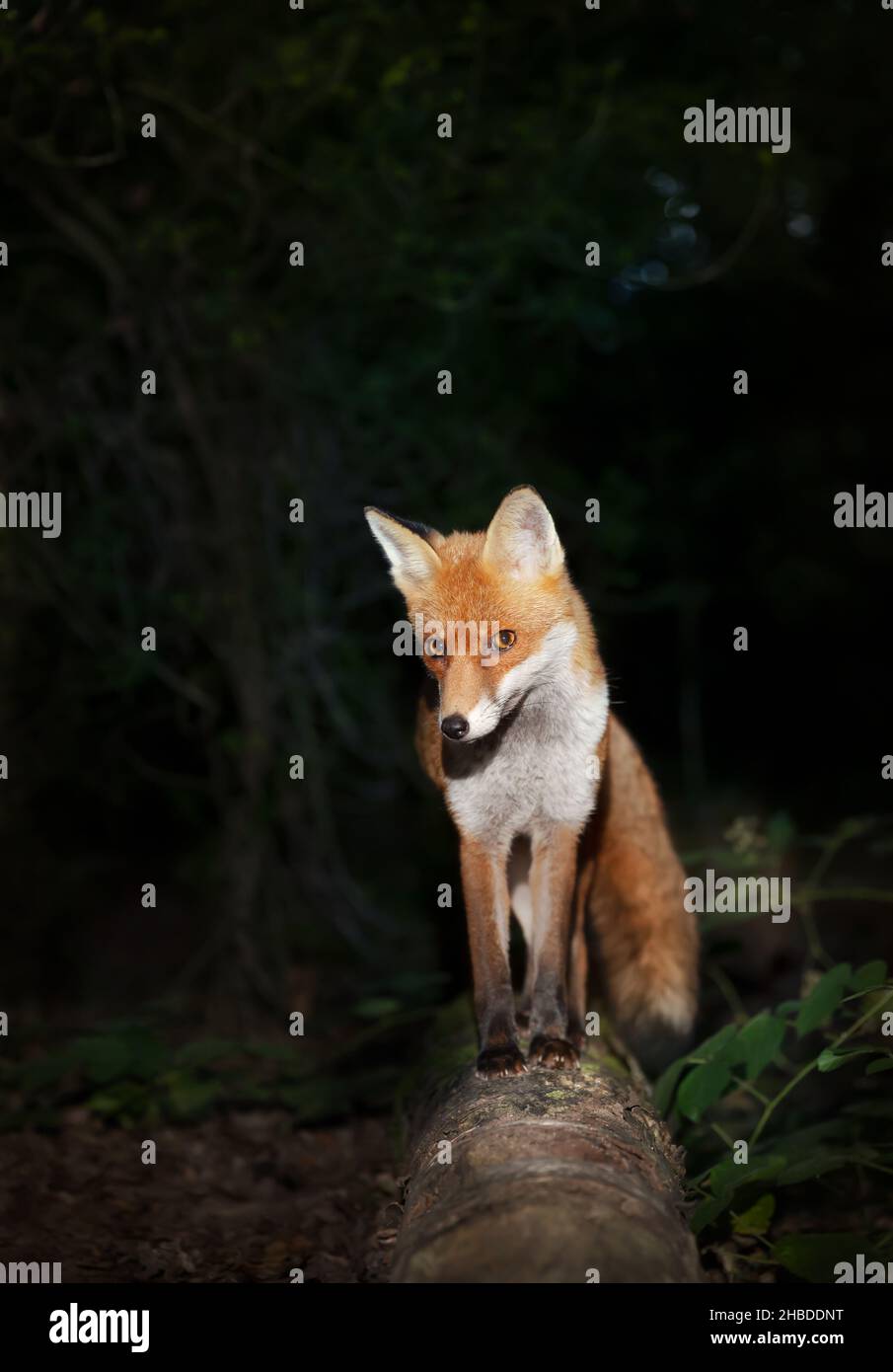 Red fox on forest hi-res stock photography and images - Alamy