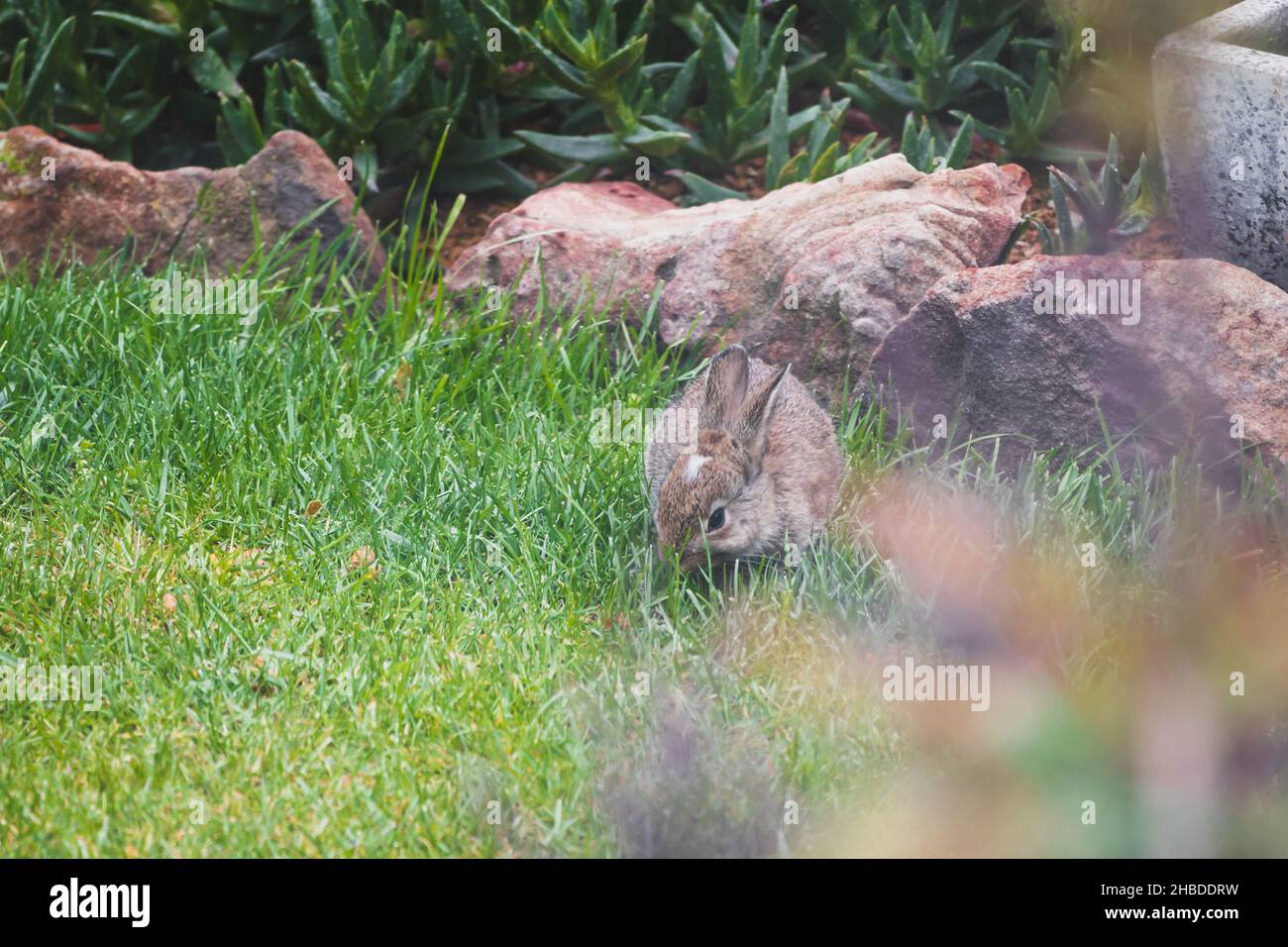 cute brown bunny rabbit in private backyard eating grass from lawn shot ...