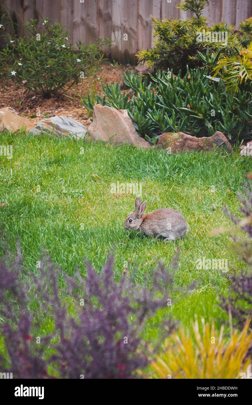 cute brown bunny rabbit in private backyard eating grass from lawn shot ...