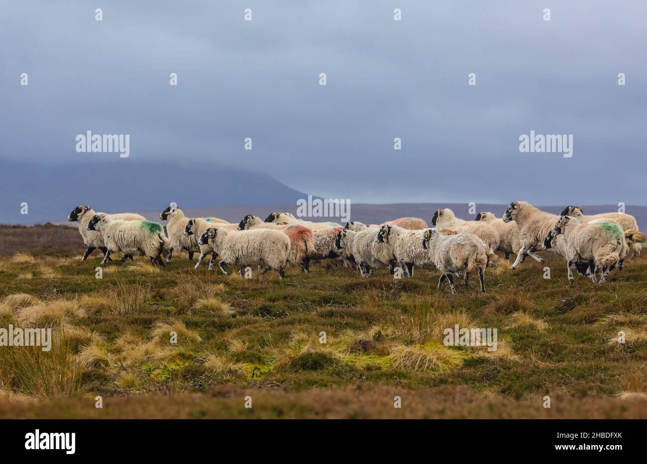 A flock of Swaledale Sheep heading home across misty moorland in the depths of Winter.  Yorkshire Dales, UK.  Horizontal.  Space for copy. Stock Photo