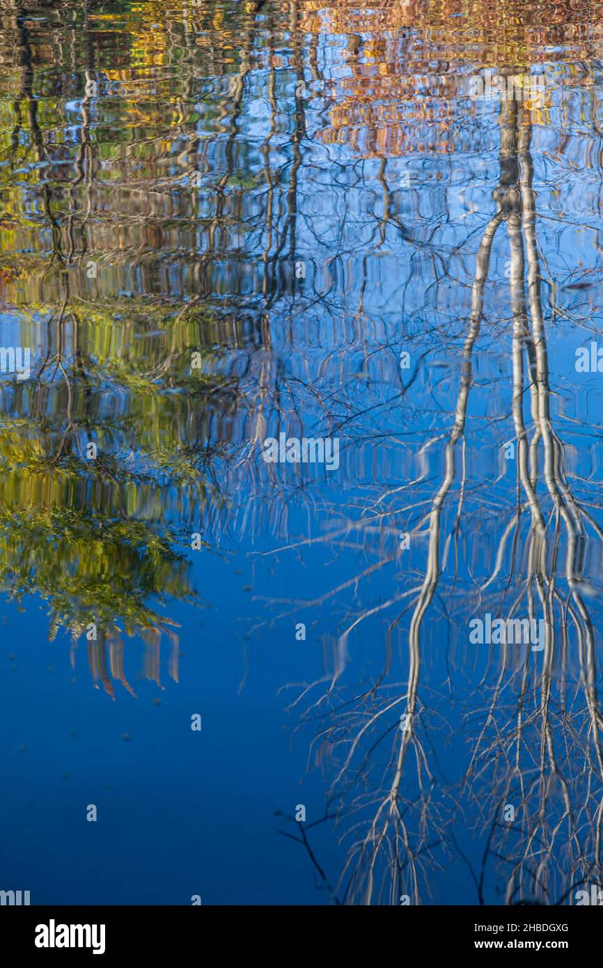 Tree reflection on surface of a lake in High Park, Toronto at dawn ...