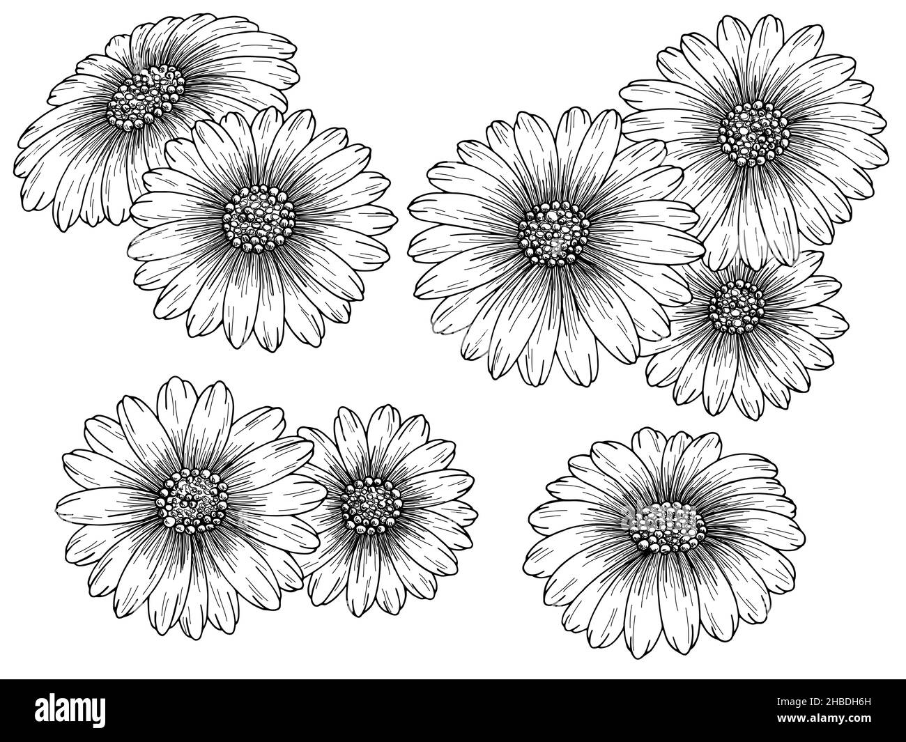 Chamomile flower graphic black white isolated sketch set illustration vector Stock Vector