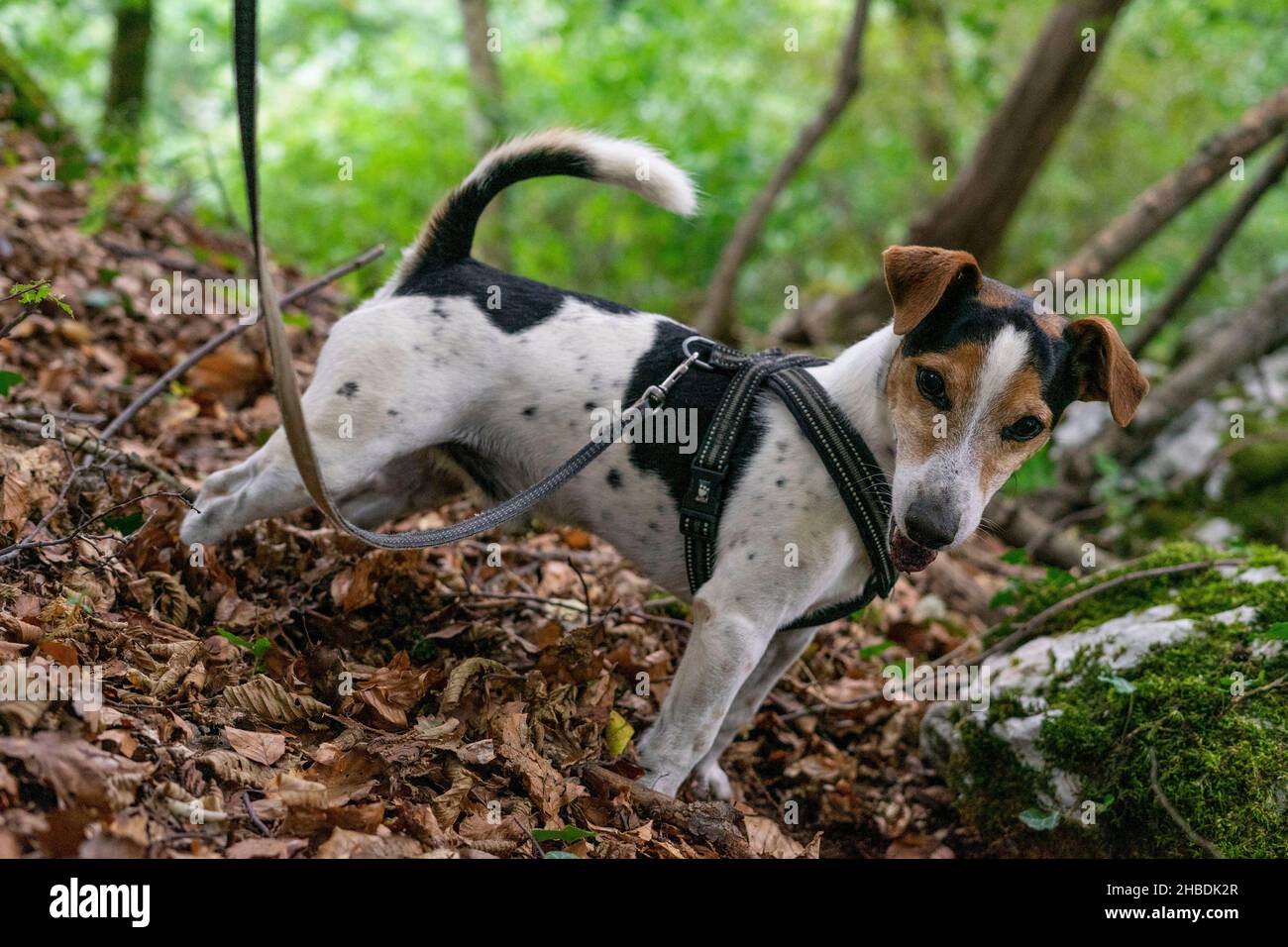 jack russel dog on a leash in a forest Stock Photo