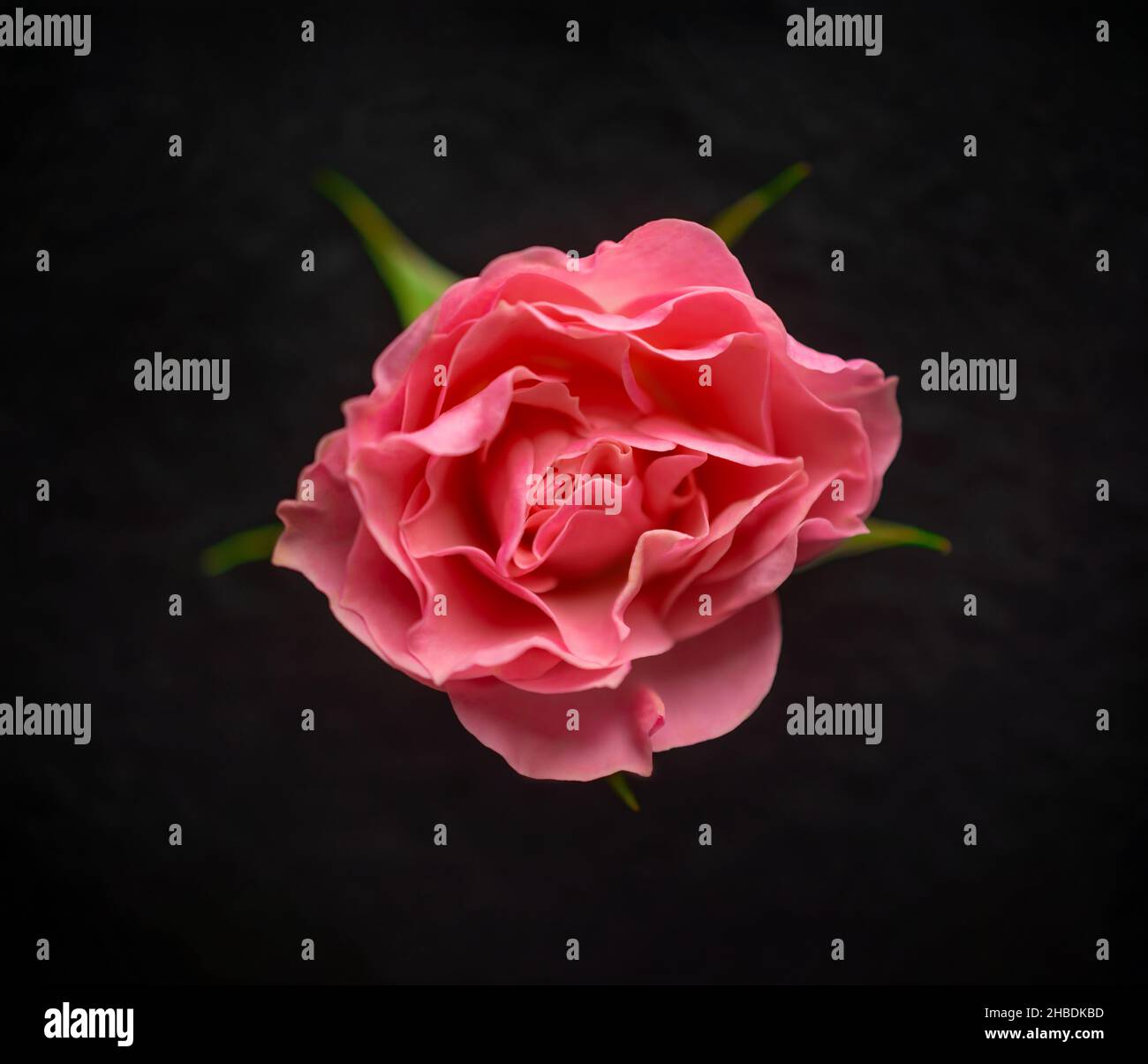 Flower bouquet studio shot hi-res stock photography and images - Alamy