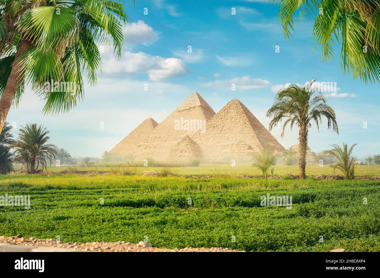 Egyptian pyramids in green field at foggy morning Stock Photo - Alamy