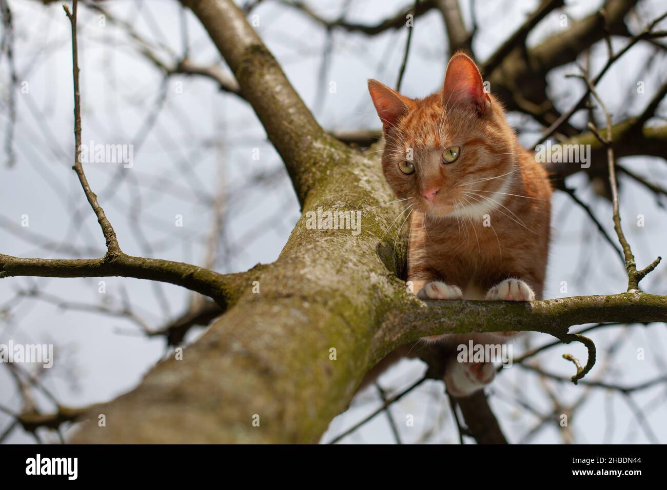 Kitten trapped in tree, firefighters' help needed. Stock Photo