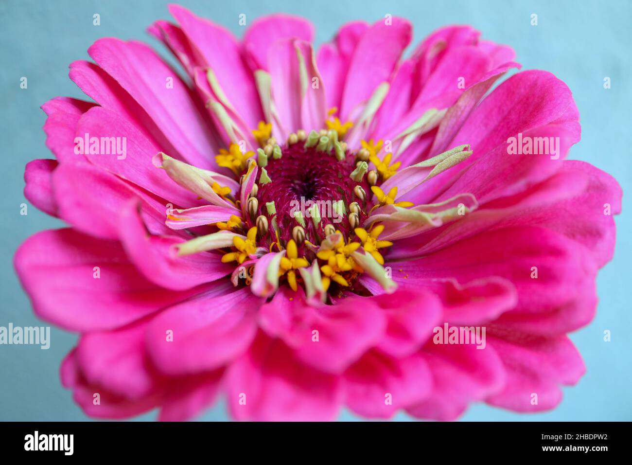 Pink Zinnia with delicate petals and yellow stamens, pink Zinnia on light blue background macro, flower head, floral photo, stock image Stock Photo