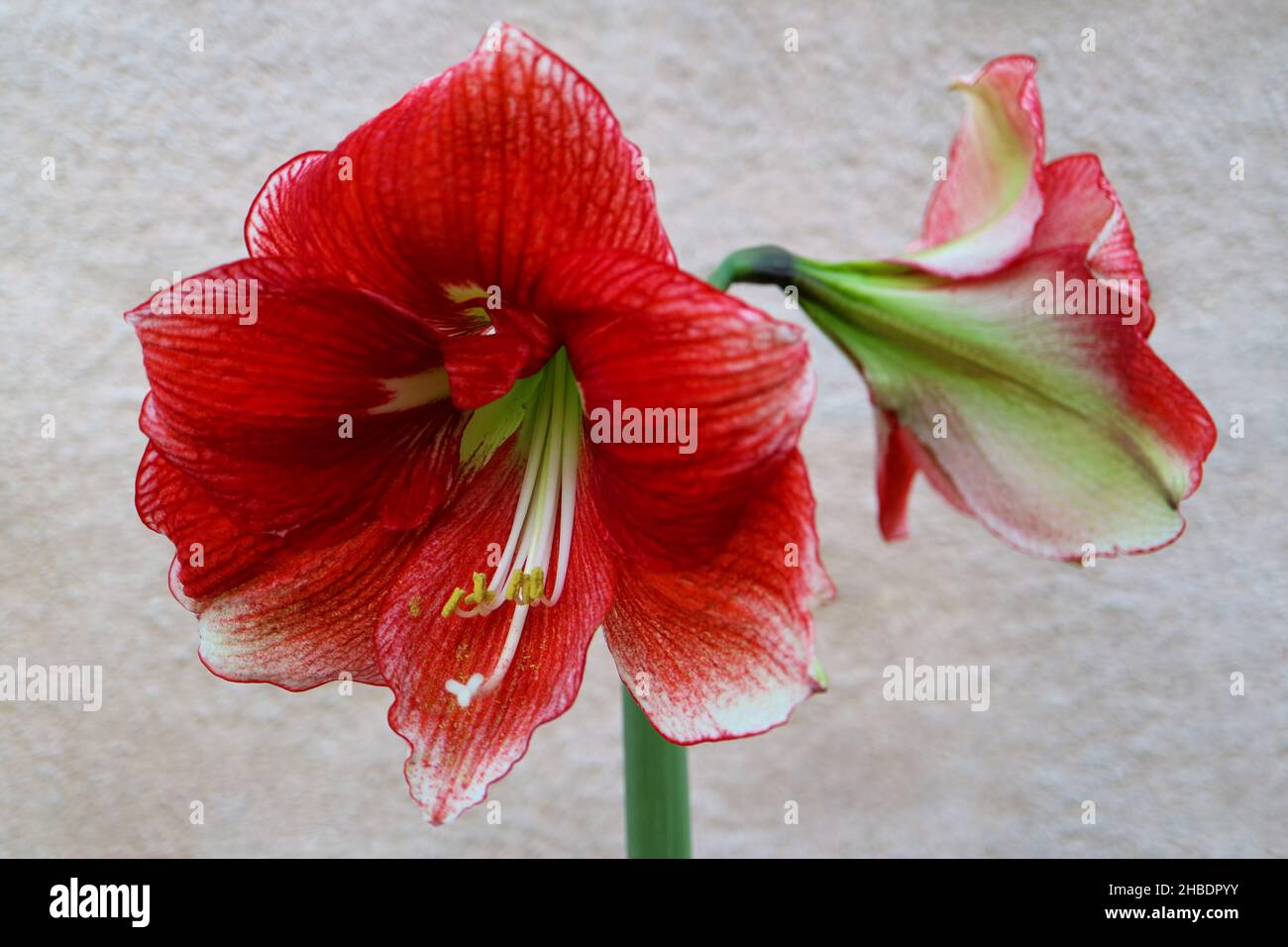 Red Amaryllis with long white stamens , red amaryllis with wall background, red flowers macro,  beauty in nature, floral photo, macro photography, Stock Photo