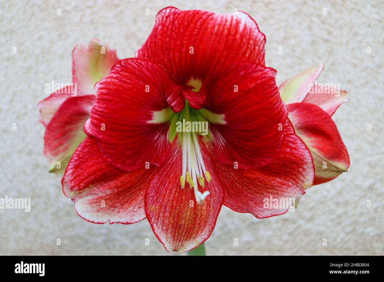 Red Amaryllis with delicate petals and long white stamens , red amaryllis with wall background, flower head, red flowers macro,  beauty in nature, Stock Photo