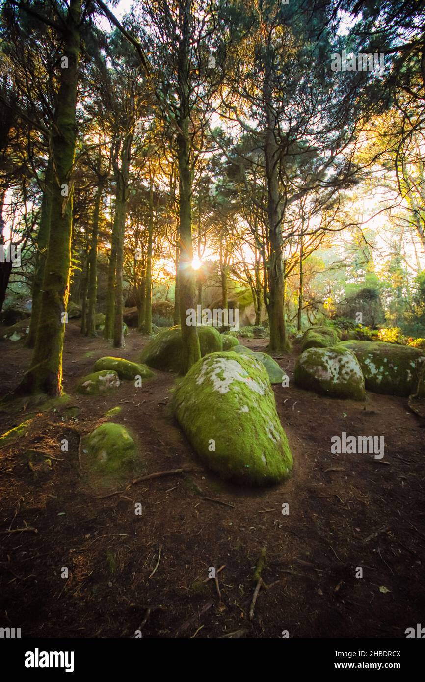 Forest landscape with the sun's rays shining among the trees. Old wood with rocks with moss Stock Photo