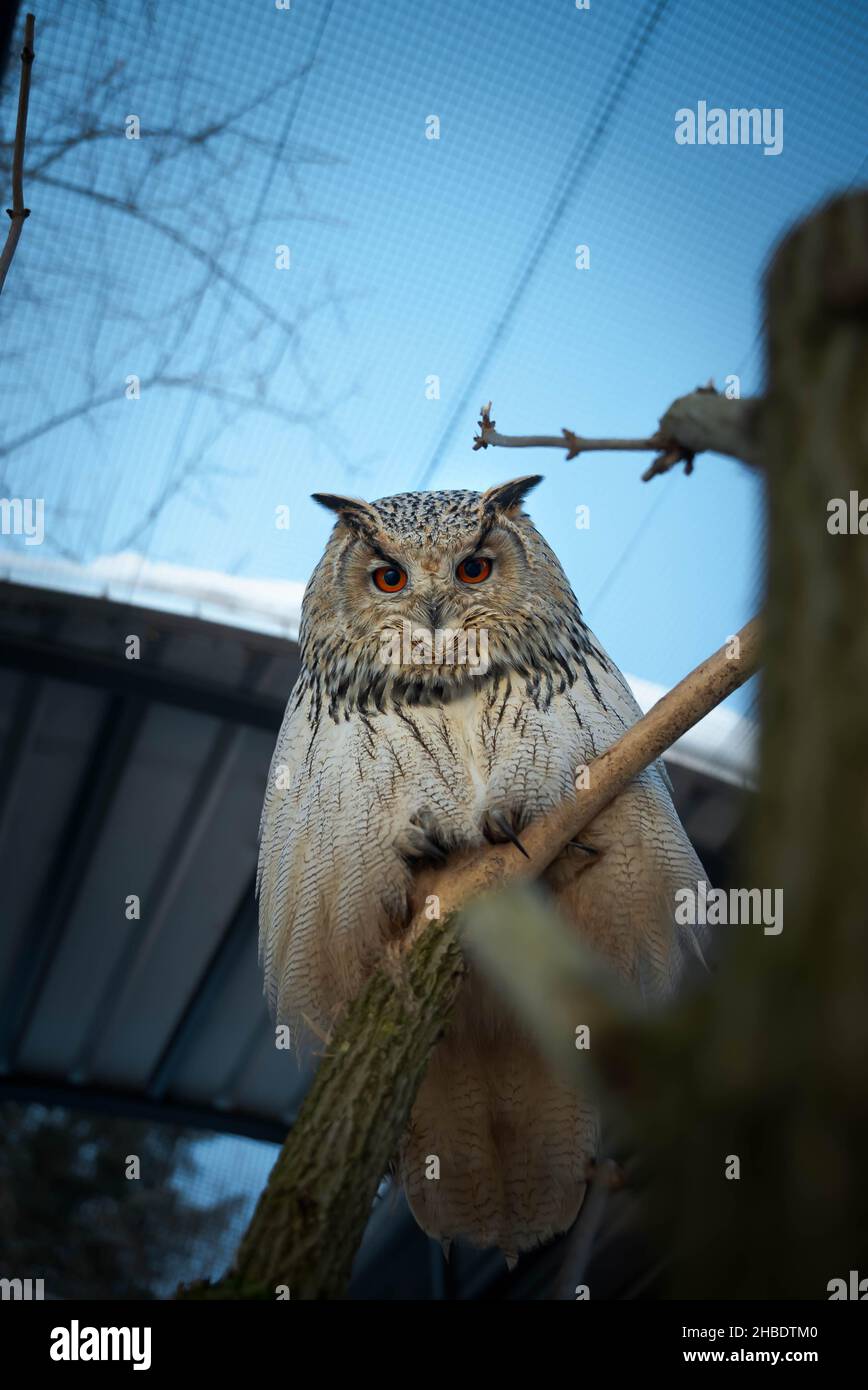 Siberian eagle owl Stock Photo