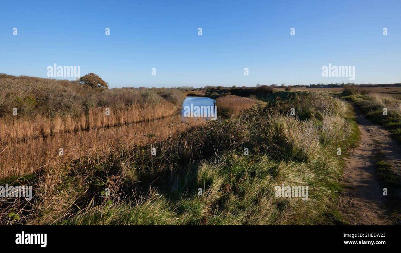 Lagoon, reedbeds and other plants seen in Pagham Harbour Nature Reserve