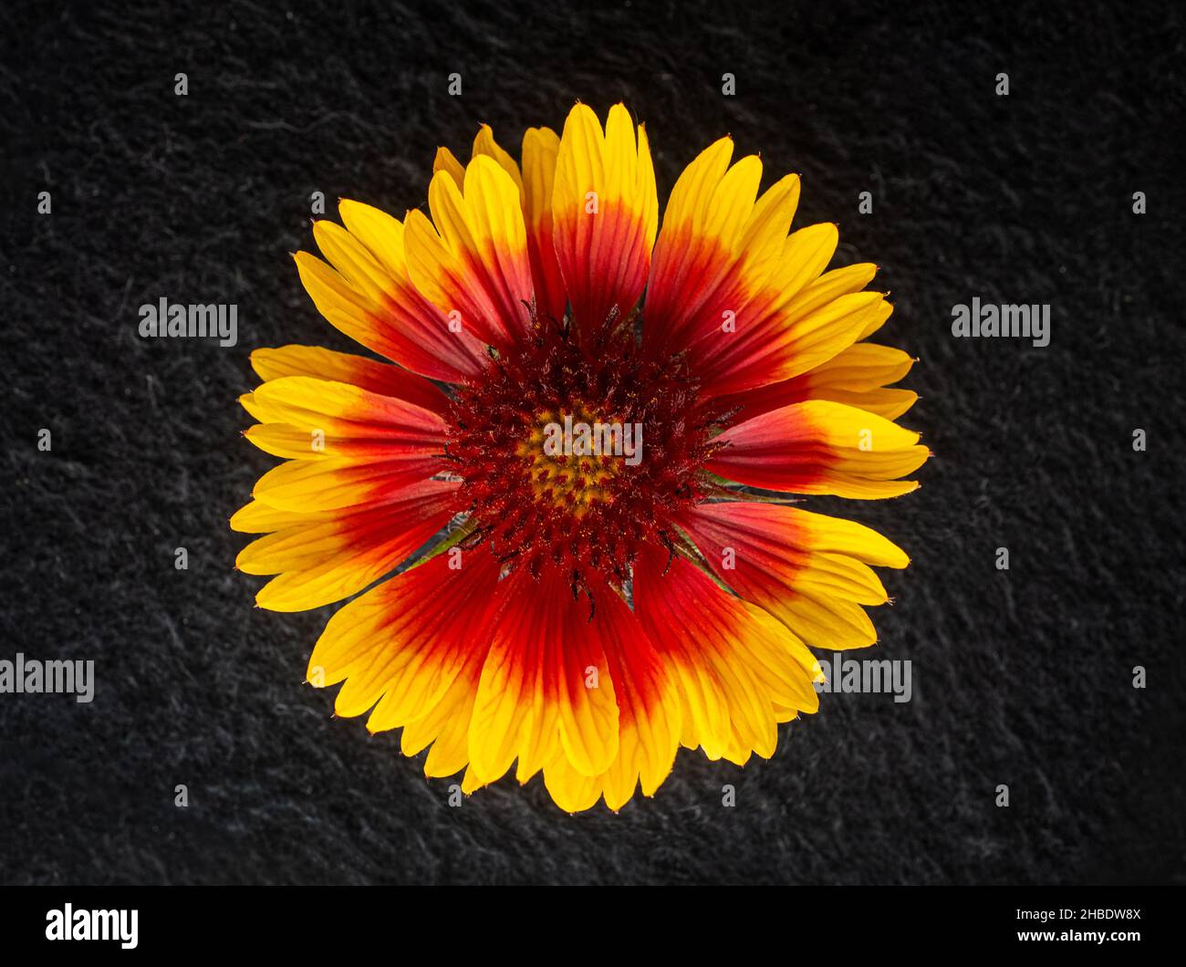 Top View Of A Flower On Black Background Photo From Above Stock Photo