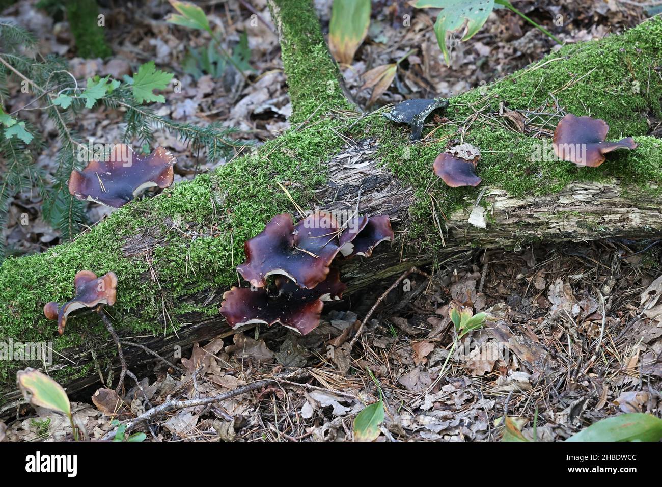 Royoporus badius, also called Polyporus badius, commonly known as black-footed polypore or black-leg, wild fungus from Finland Stock Photo