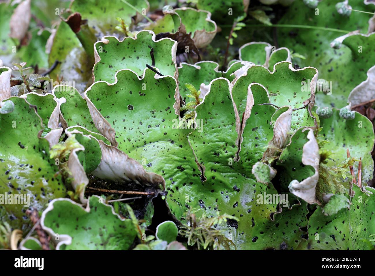 Peltigera aphthosa, known as dog lichen, leafy lichen, felt lichen, and common freckle pelt, lichens from Finland Stock Photo